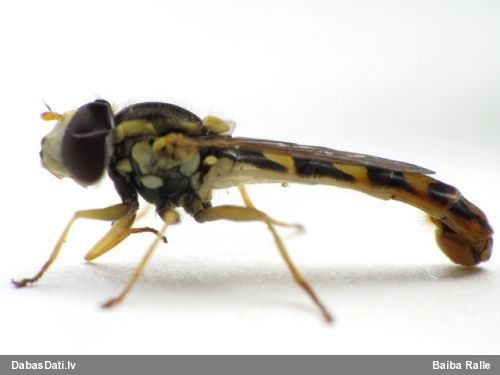 Ziedmuša Sphaerophoria scripta