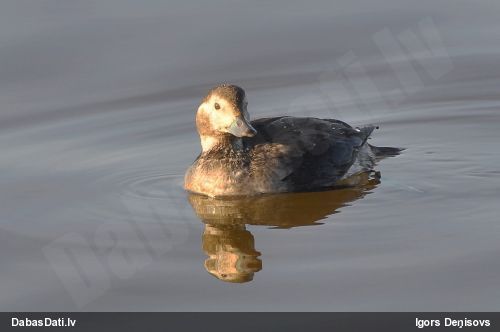 Kākaulis
