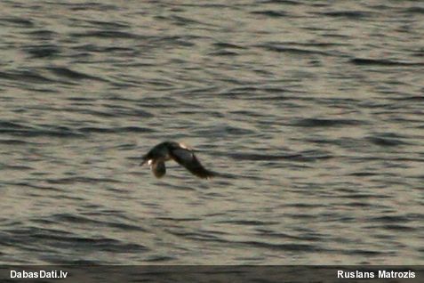 Melnais alks