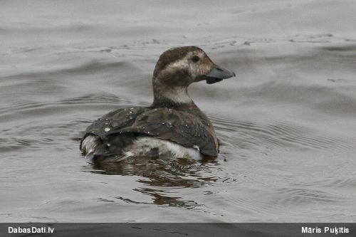 Kākaulis