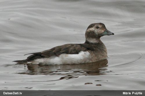 Kākaulis