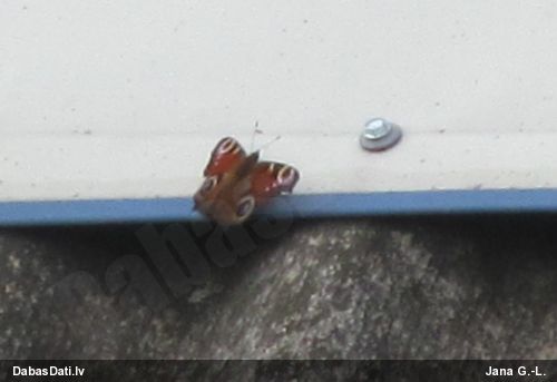 Acainais raibenis
