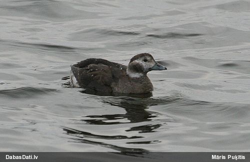 Kākaulis