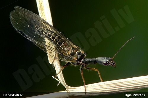Kamielītis Phaeostigma notata