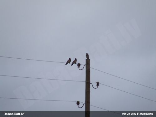 Pelēkā vārna