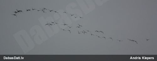Tundras sējas zoss