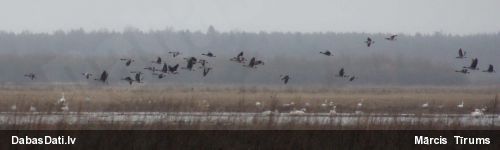 Tundras sējas zoss