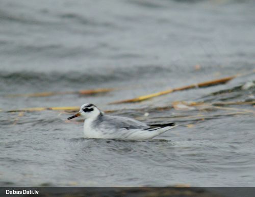 Platknābja pūslītis