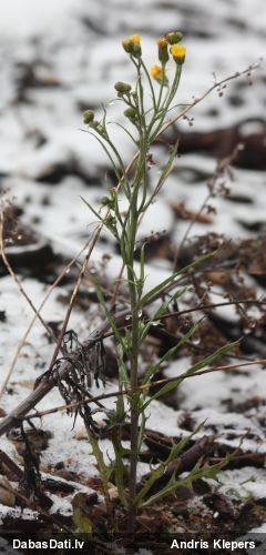 Tīruma cietpiene