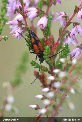Koksngrauzis Stenurella bifasciata