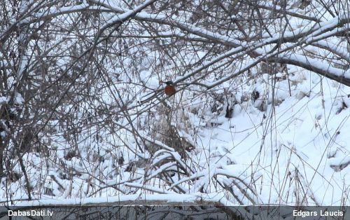 Zivju dzenītis