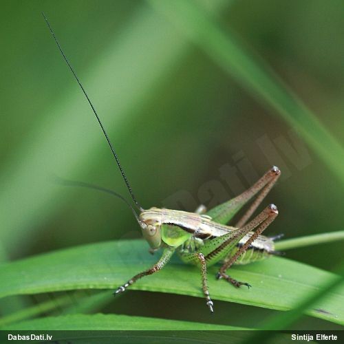Sienāzis Metrioptera roeselii
