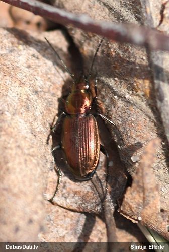 Skrejvabole Agonum ericeti