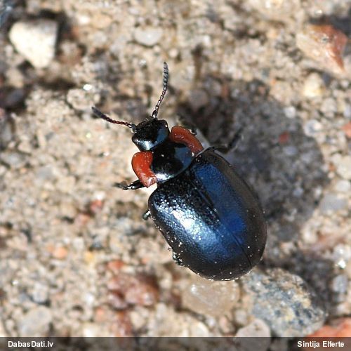 Lapgrauzis Chrysomela collaris