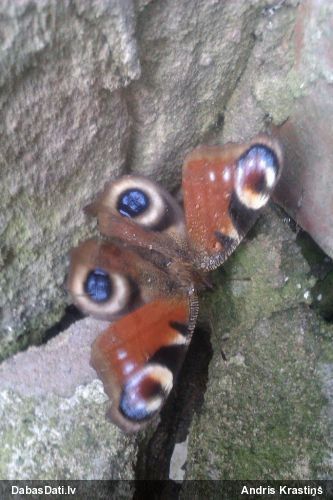 Acainais raibenis