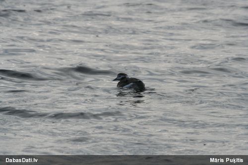Kākaulis