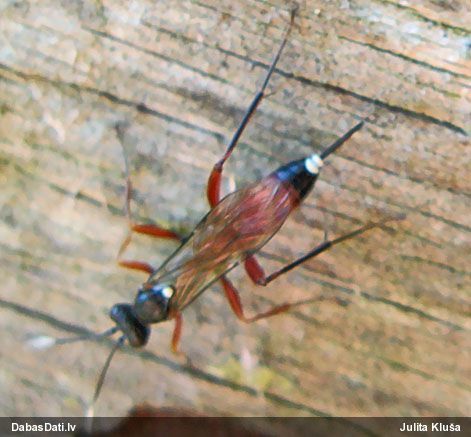 Jātnieciņš (nenoteikts)