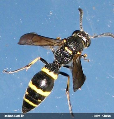 Vientuļā lapsene Symmorphus sp.
