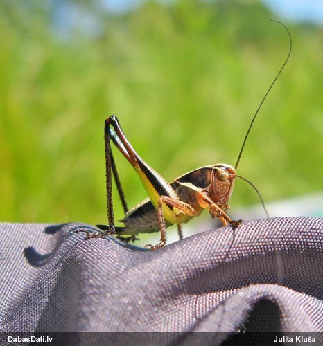 Sienāzis Metrioptera brachyptera