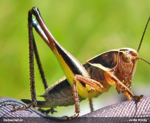 Sienāzis Metrioptera brachyptera