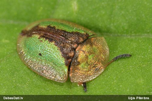 Vairogvabole Cassida vibex