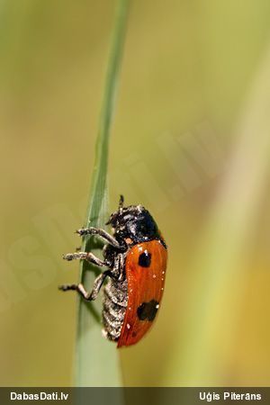 Lapgrauzis Clytra quadripunctata