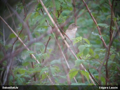 Purva ķauķis