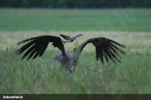 Melnais grifs