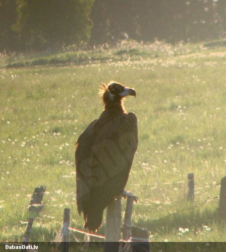 Melnais grifs