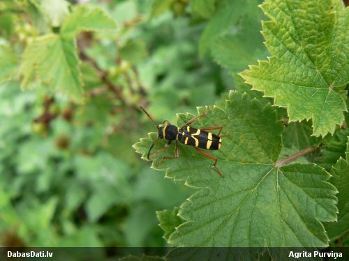 Koksngrauzis Clytus arietis
