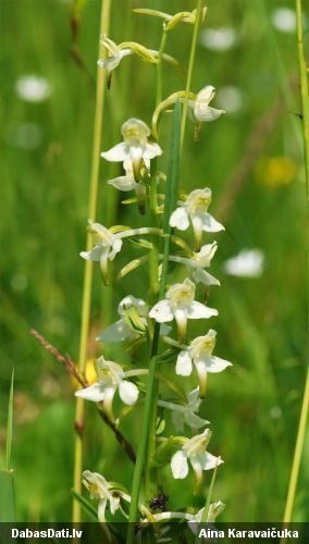 Zaļziedu naktsvijole