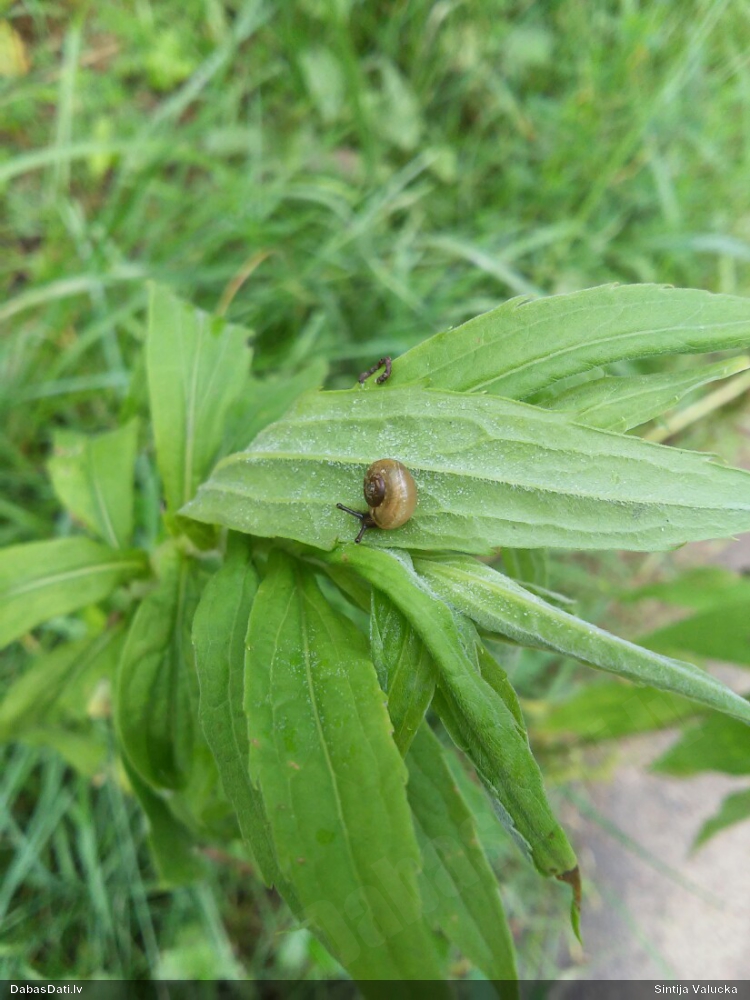 Raibais vīngliemezis