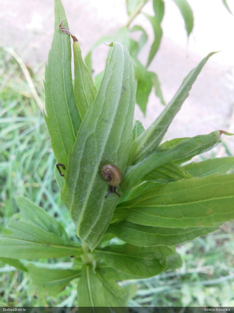 Raibais vīngliemezis