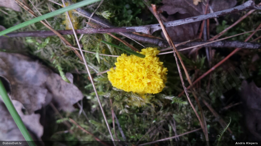 Dzeltenais ragansviests