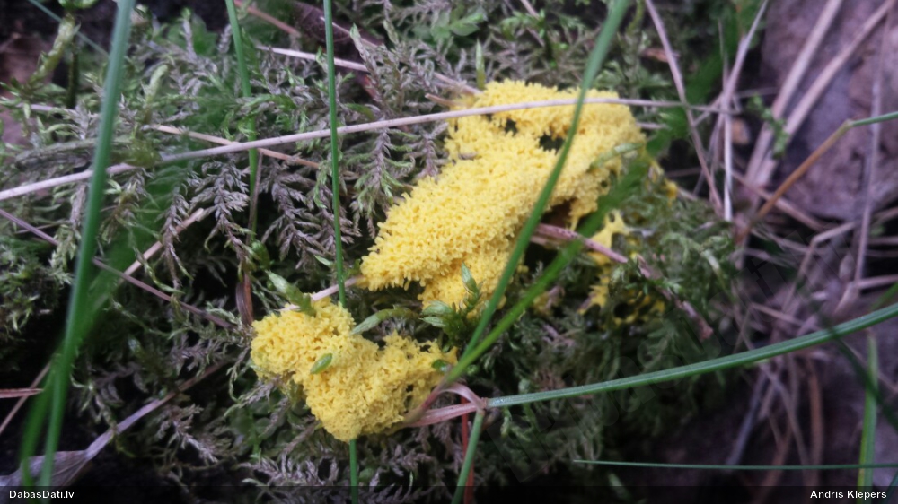 Dzeltenais ragansviests