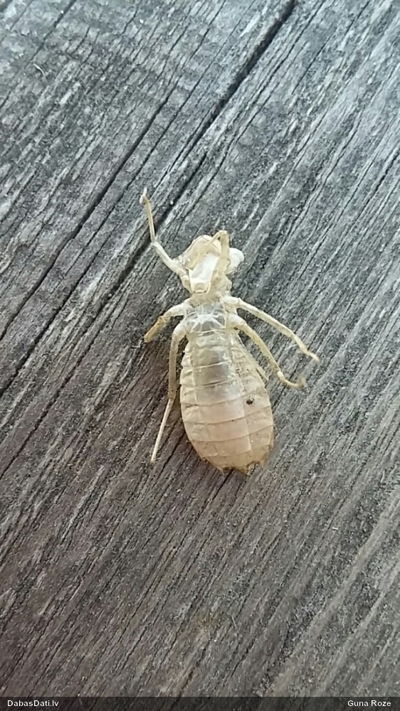 Slaidā purvuspāre