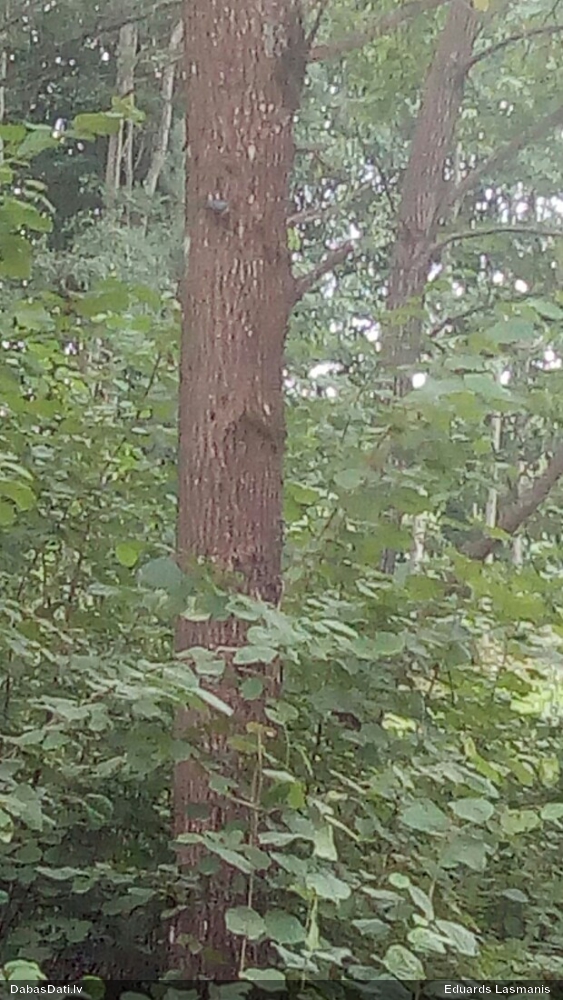 Nuthatch