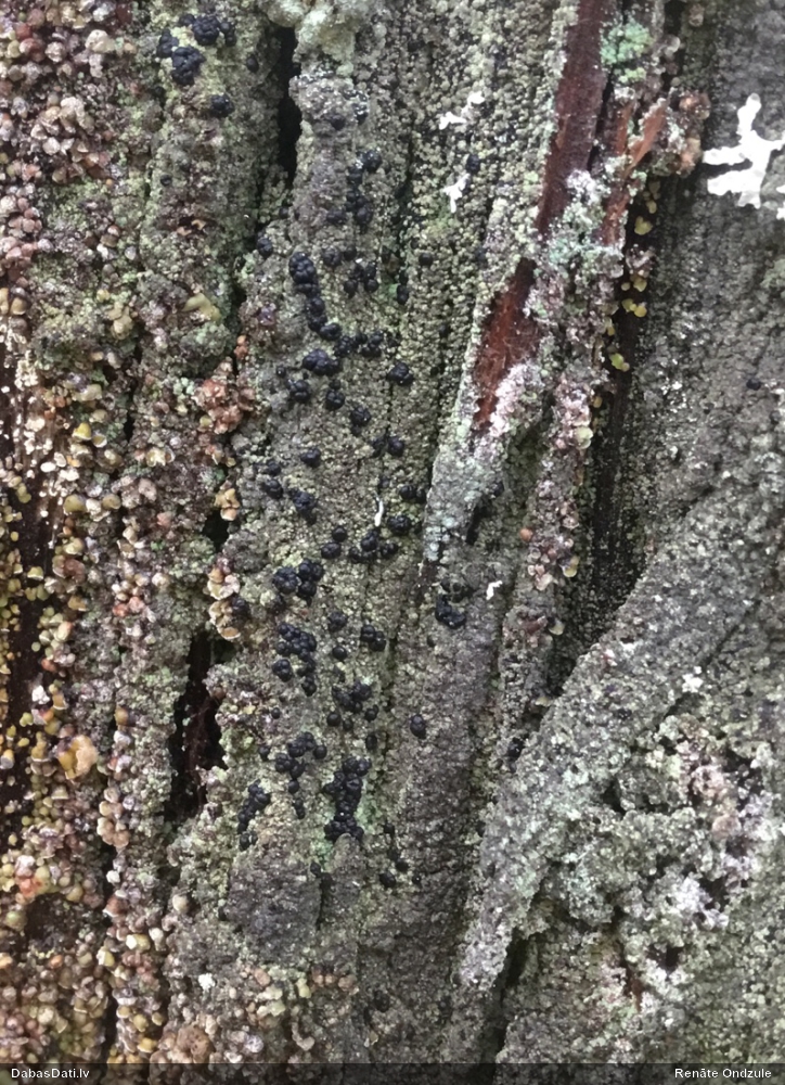 Ķērpis Hertelidea botryosa