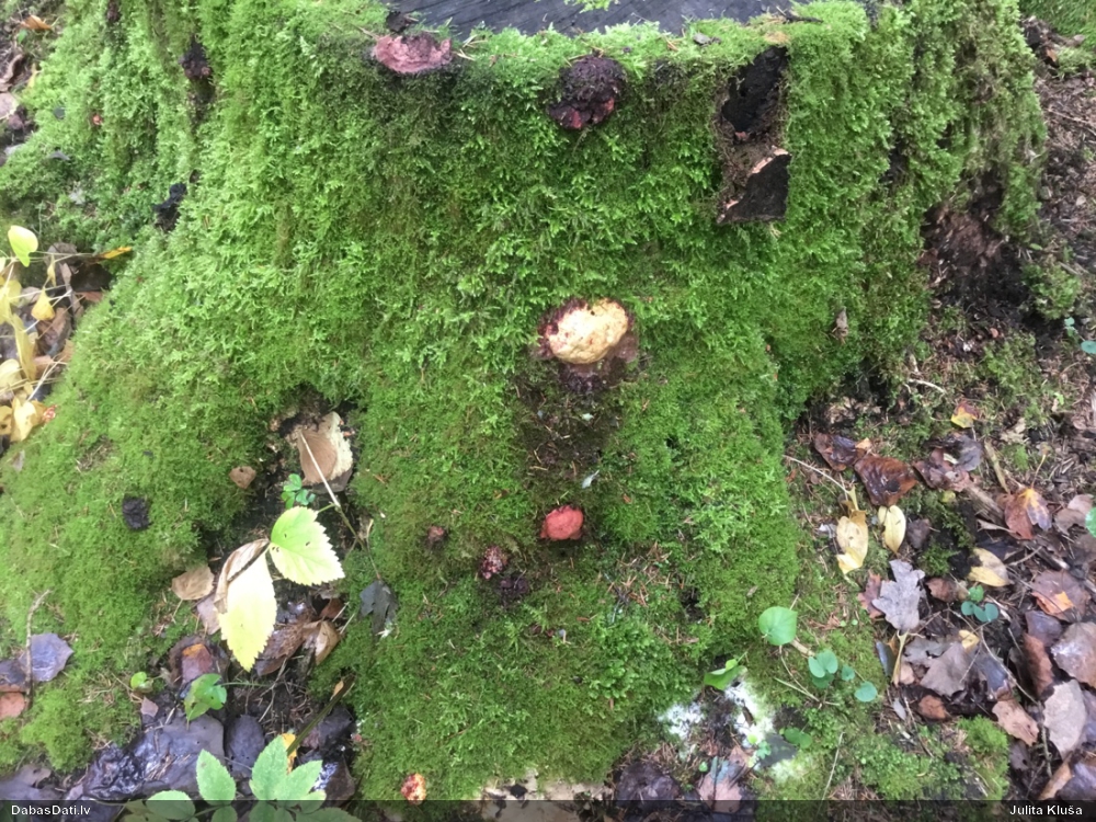 Gludais ragansviests (plašā nozīmē, līdzīgo grupa)