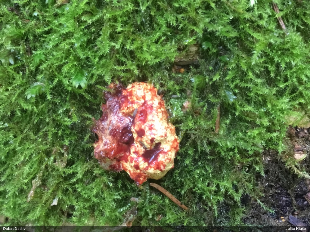 Gludais ragansviests (plašā nozīmē, līdzīgo grupa)