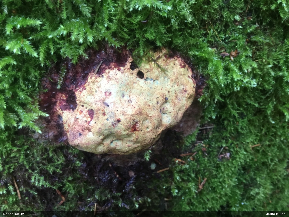 Gludais ragansviests (plašā nozīmē, līdzīgo grupa)