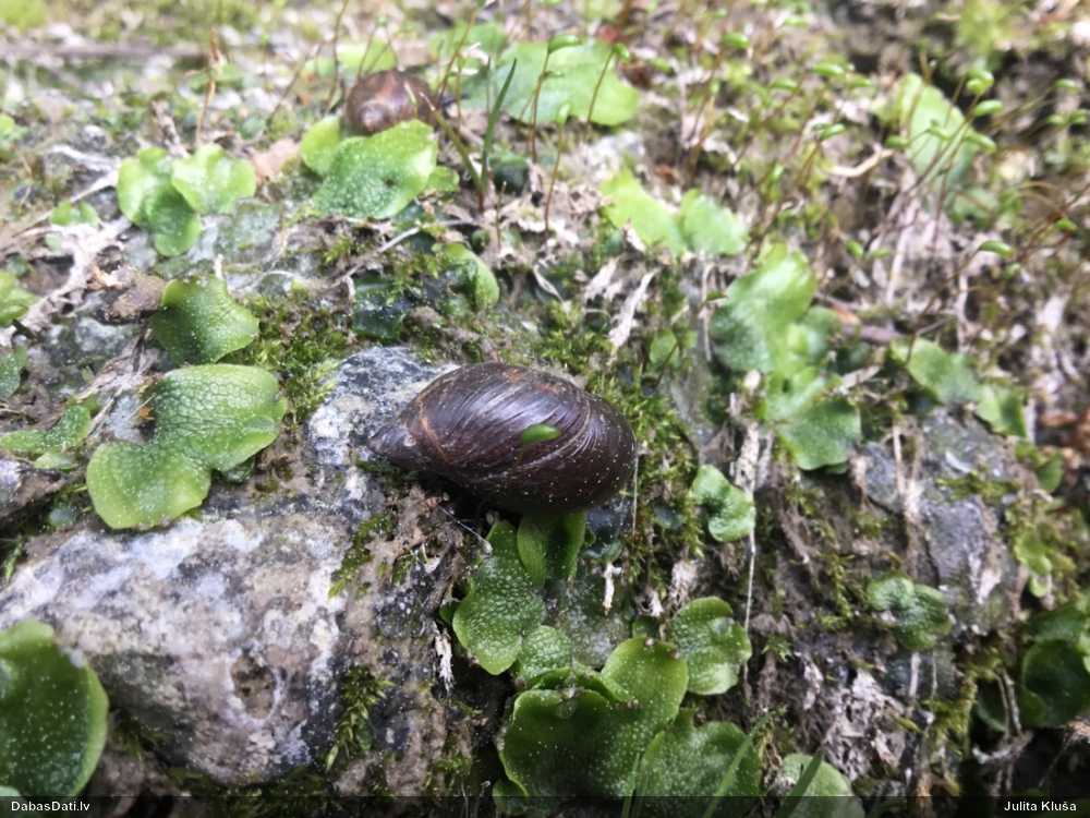 Dzintargliemezis Succinea sp.