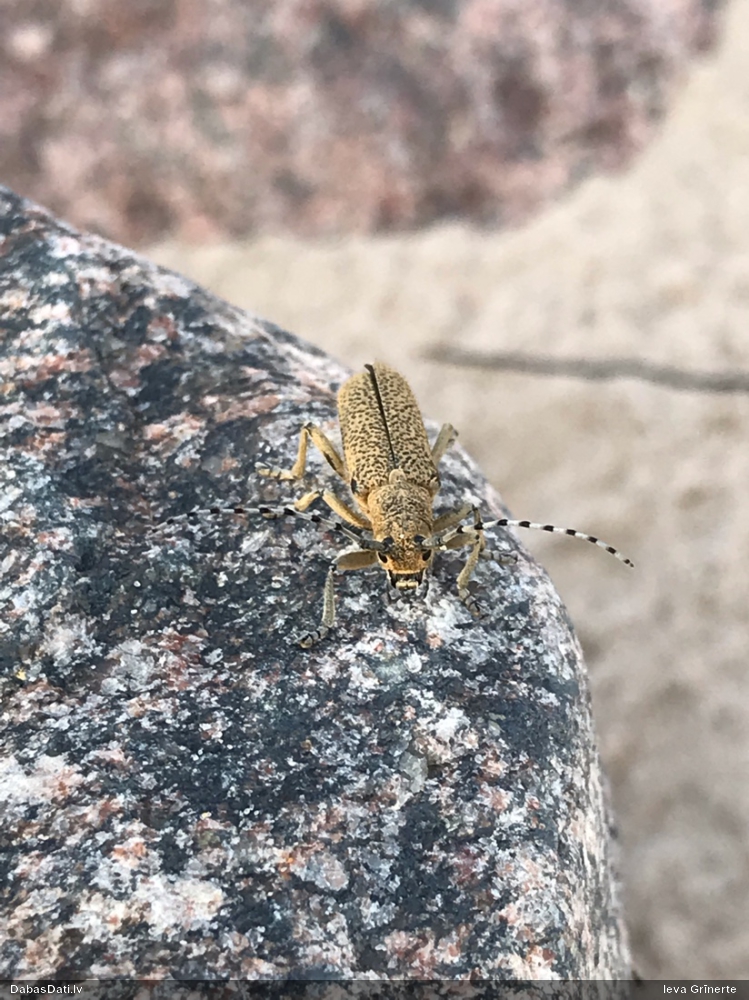 Koksngrauzis Saperda similis