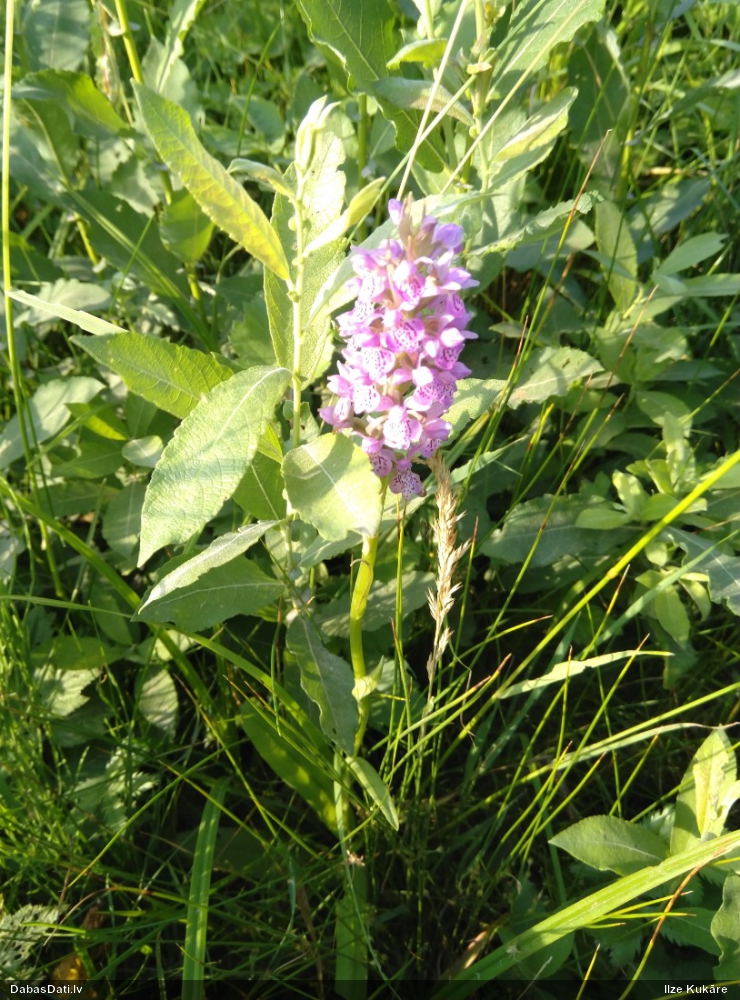 пальчатокоренник балтийский
