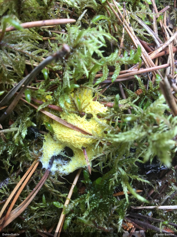 Dzeltenais ragansviests