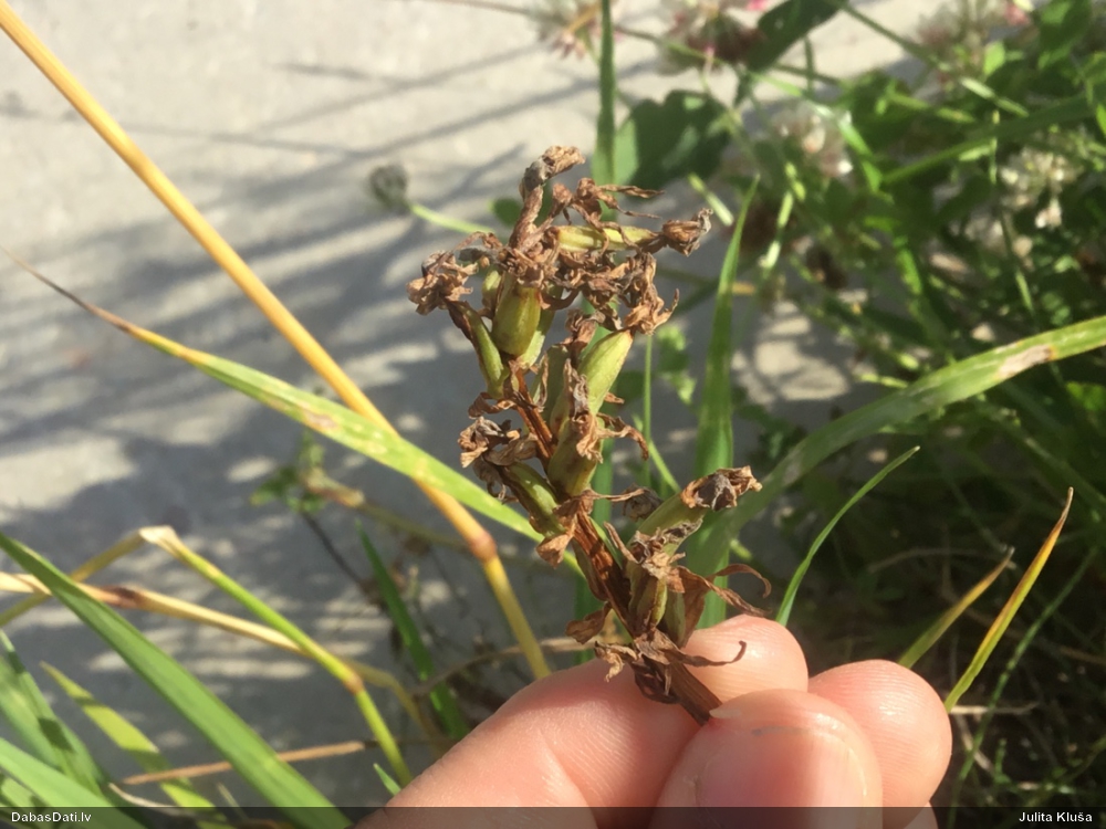 пальчатокоренник балтийский