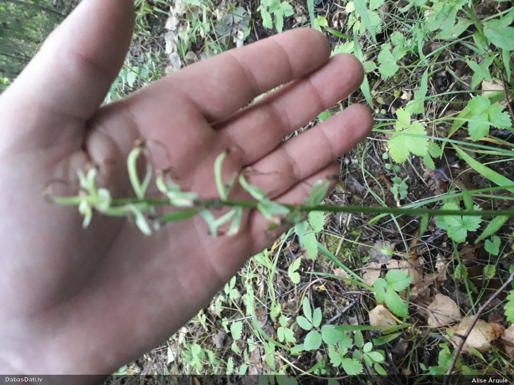 Smaržīgā naktsvijole