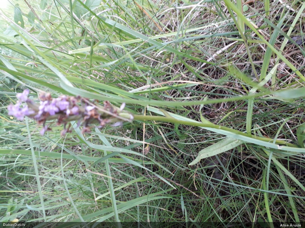 пальчатокоренник пятнистый