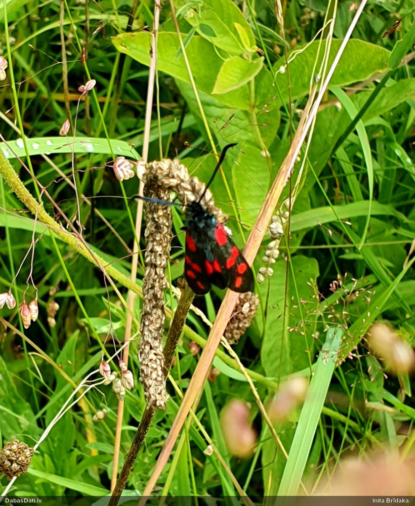 Ceļteku raibspārnis