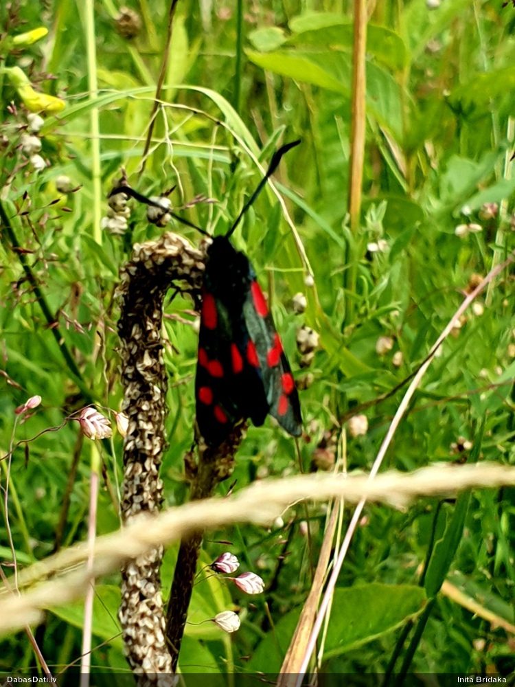 Ceļteku raibspārnis